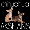 Kennel Chihuahua Akselans