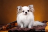 0chihuahua-longhaired-Caus-024
