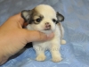 chihuahua-longhaired-Caus-001