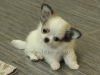 chihuahua-longhaired-Caus-002