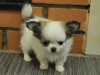 chihuahua-longhaired-Caus-003