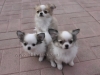 chihuahua-longhaired-Caus-006