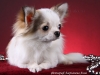 chihuahua-longhaired-Caus-010