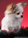 chihuahua-longhaired-Caus-012