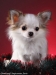 chihuahua-longhaired-Caus-013