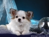 chihuahua-longhaired-Caus-015