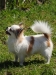 chihuahua-longhaired-Caus-017