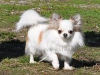chihuahua-longhaired-Caus-018