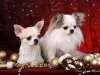 chihuahua-longhaired-Caus-021