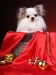 chihuahua-longhaired-Caus-023