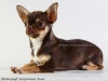 chocolate-chihuahua-smooth-coat-Eva-021