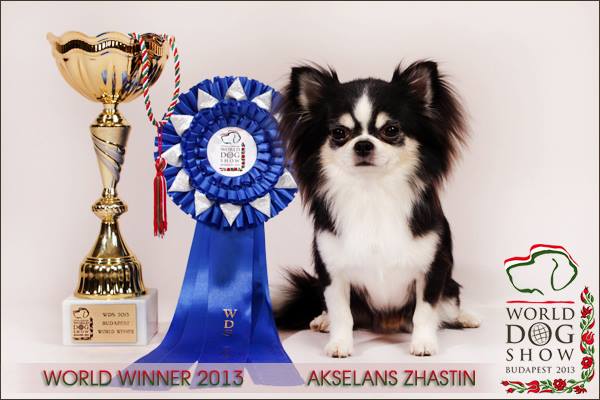 Chihuahua-World-Winner-2013